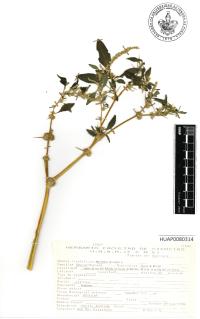 Amaranthus spinosus image